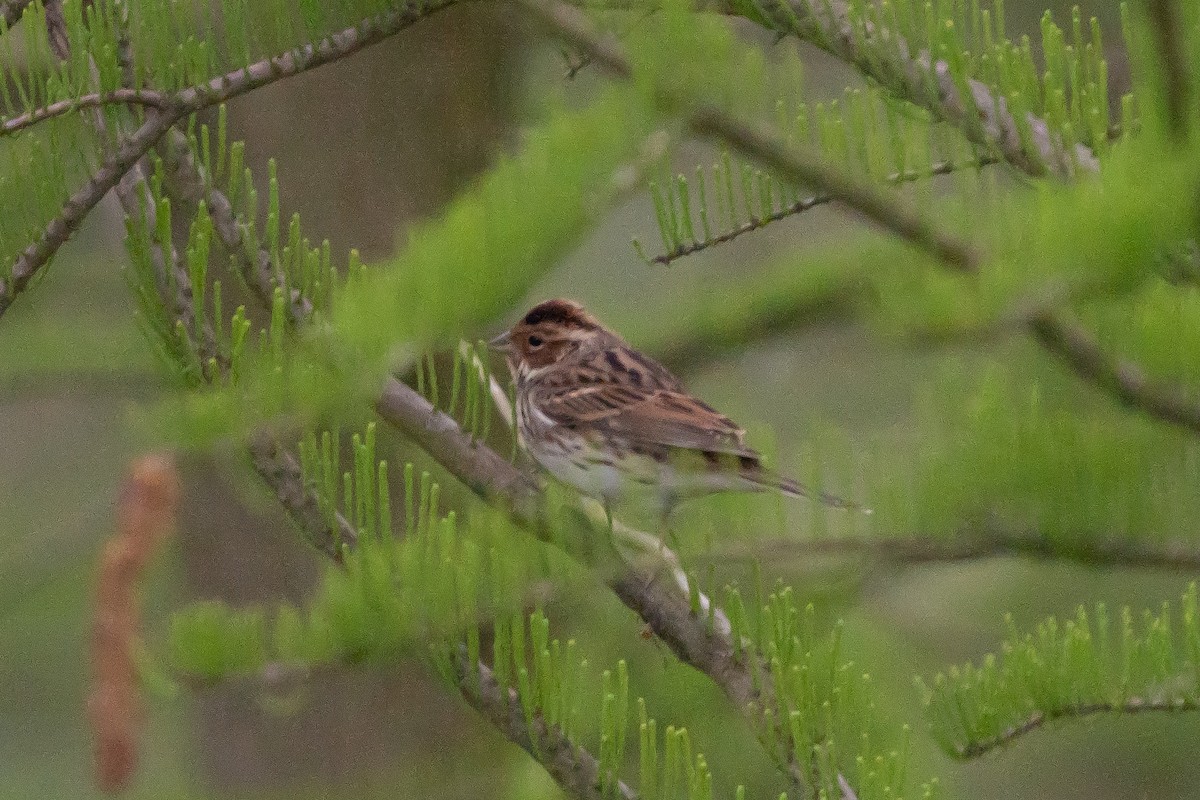 Little Bunting - ML617355715