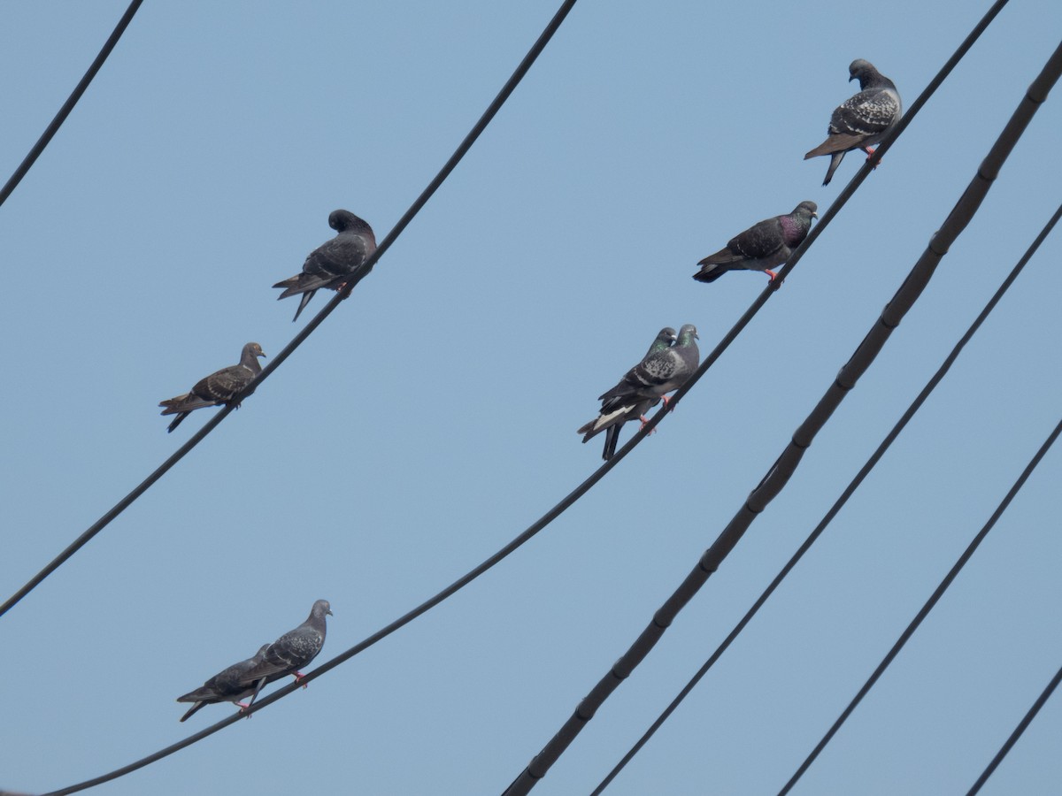 Rock Pigeon (Feral Pigeon) - ML617355743