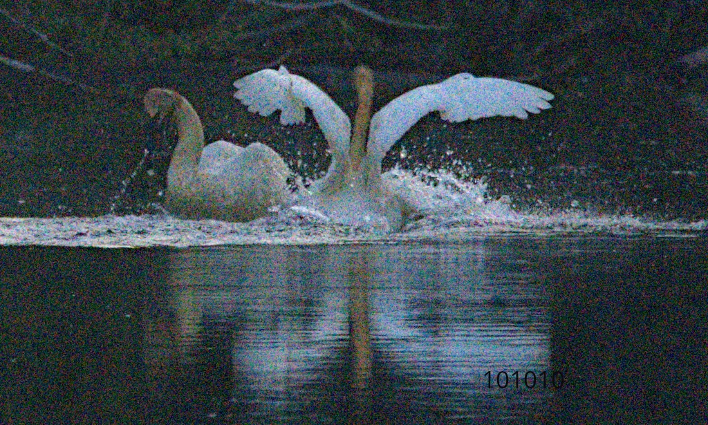 Cisne Trompetero - ML617355791