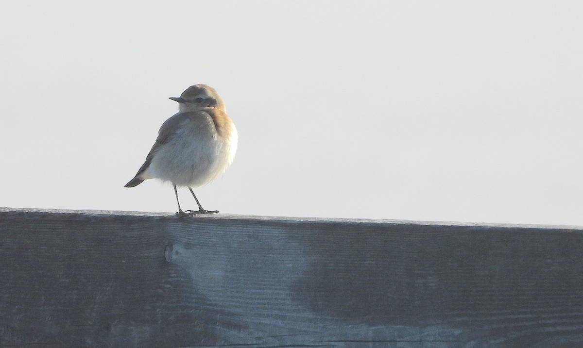 Northern Wheatear (Eurasian) - Bruce Hansen