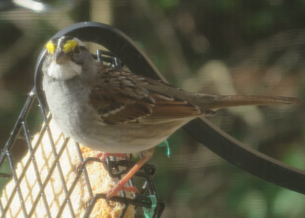 White-throated Sparrow - ML617355841
