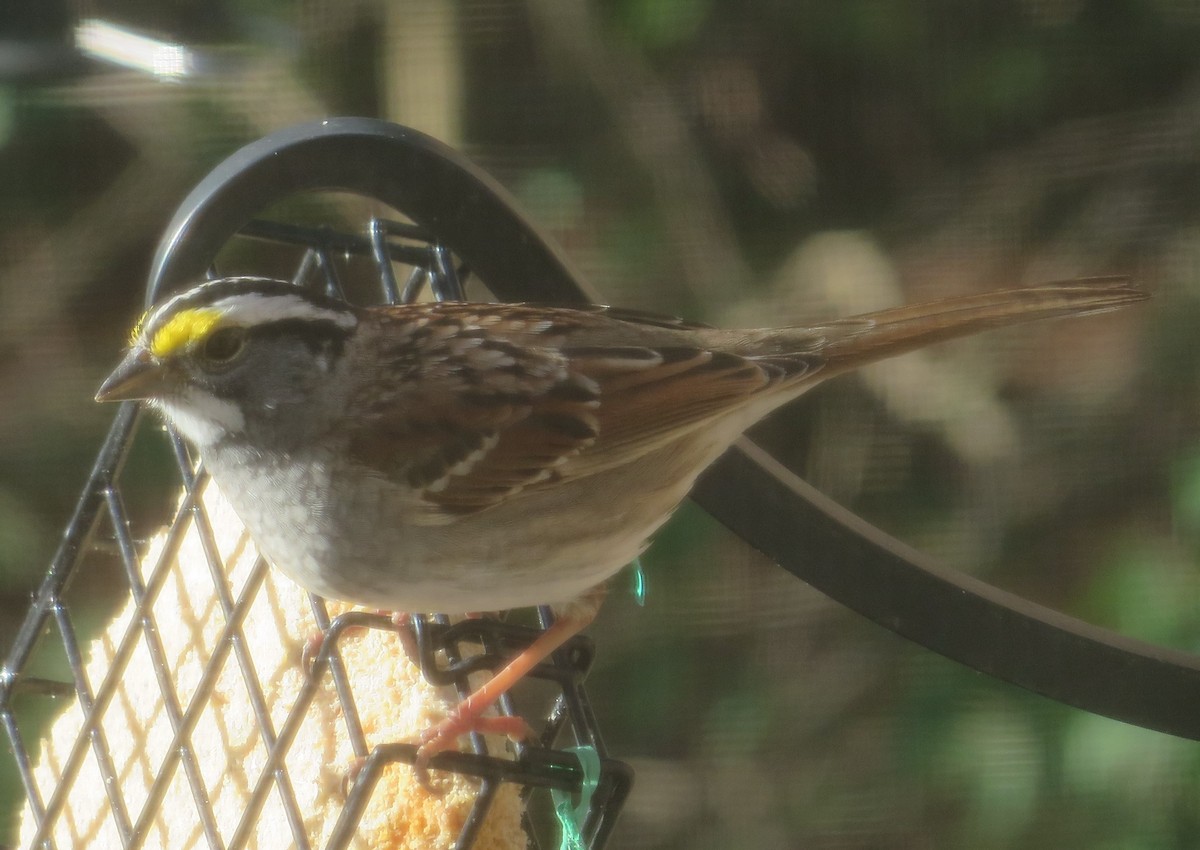 White-throated Sparrow - ML617355849