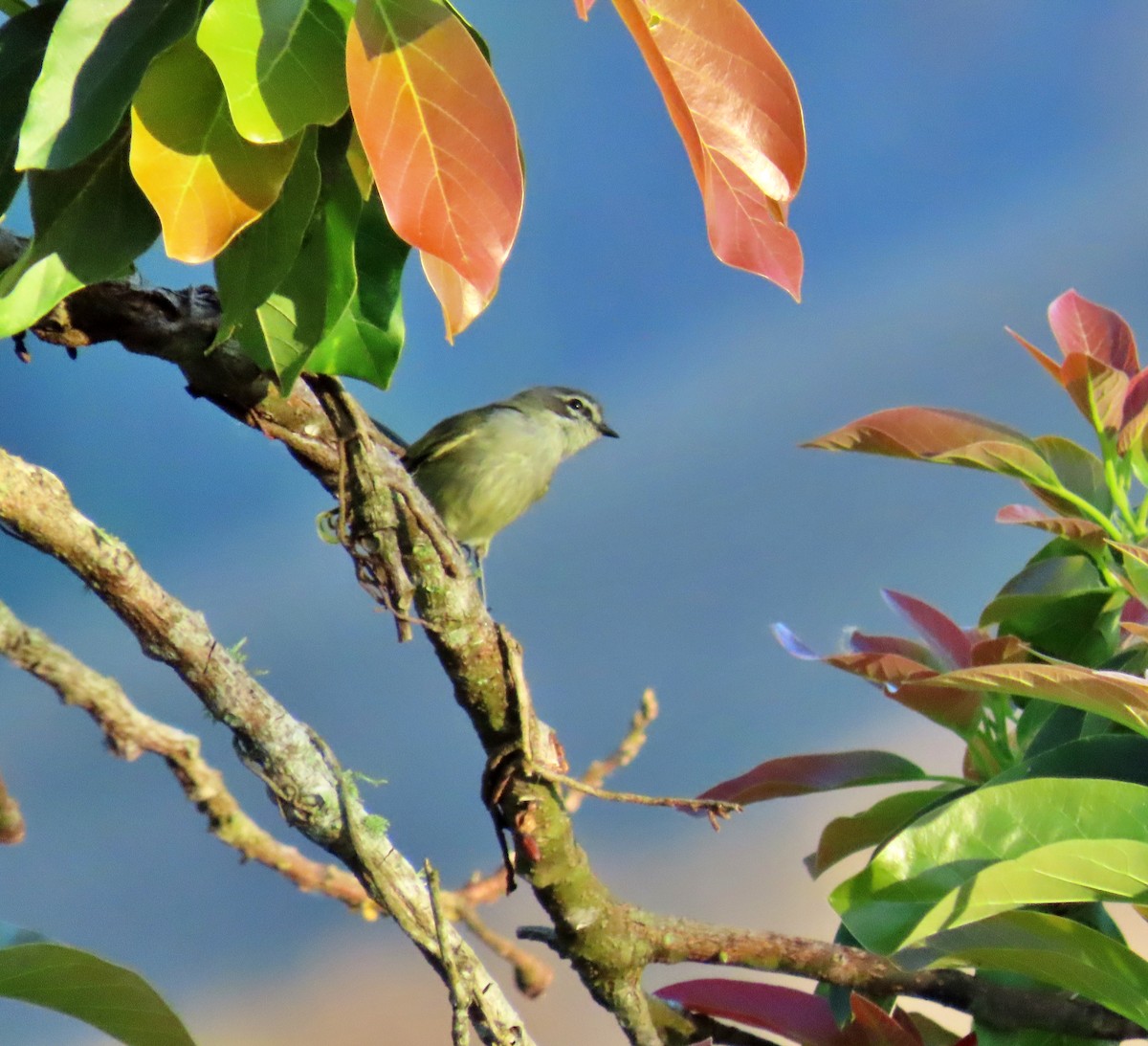 Venezuelan Tyrannulet - Manuel Pérez R.