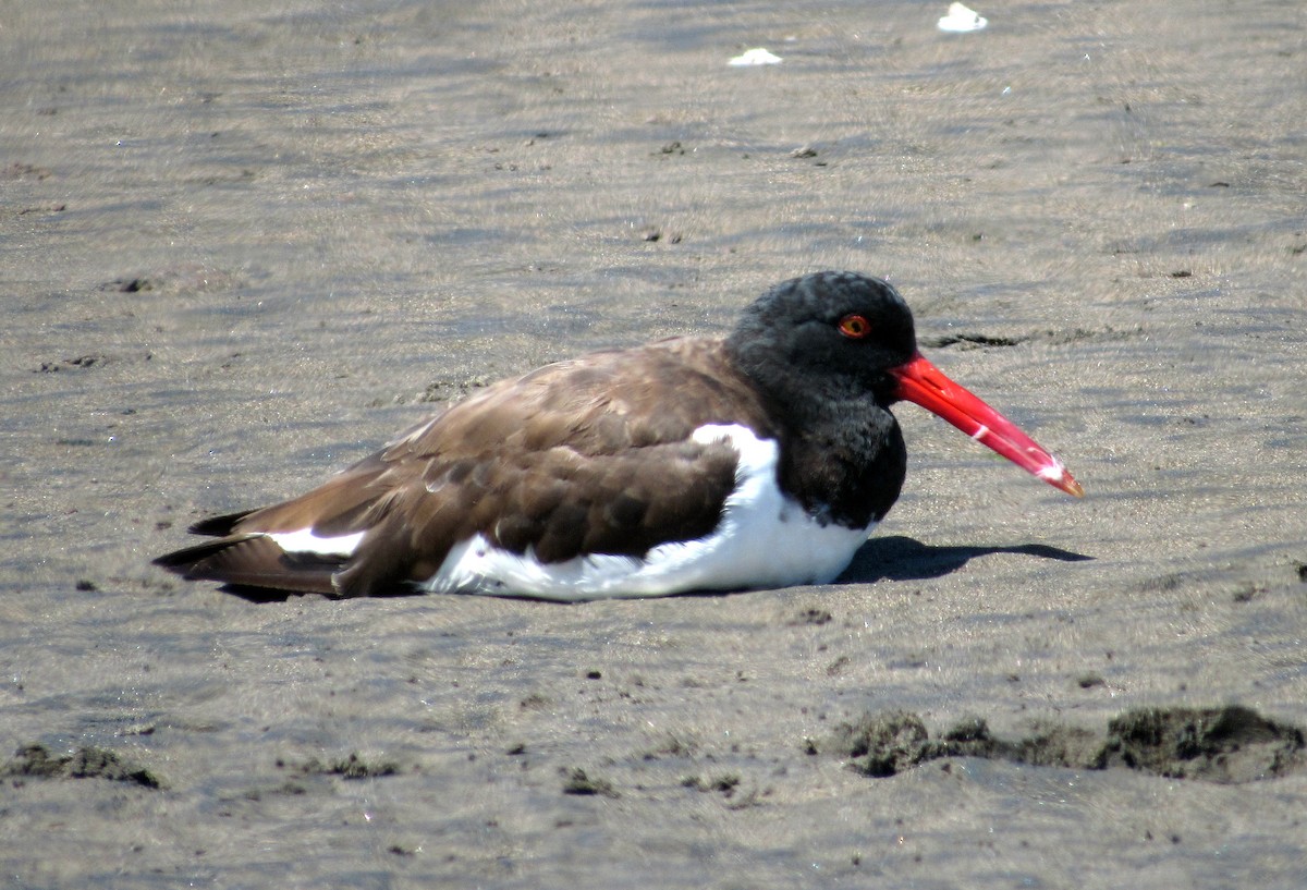 American Oystercatcher - ML617355878