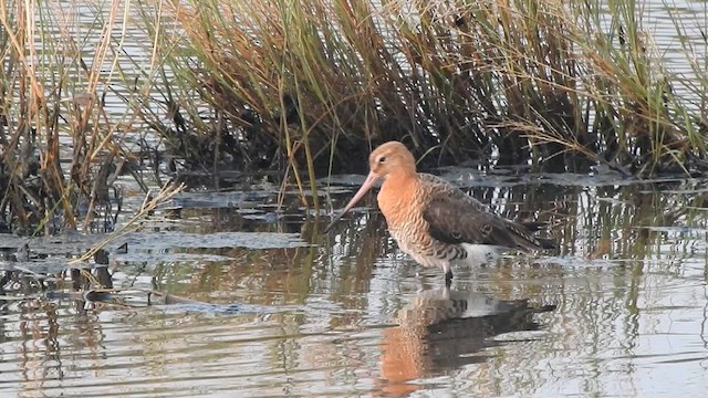 Black-tailed Godwit - ML617355889