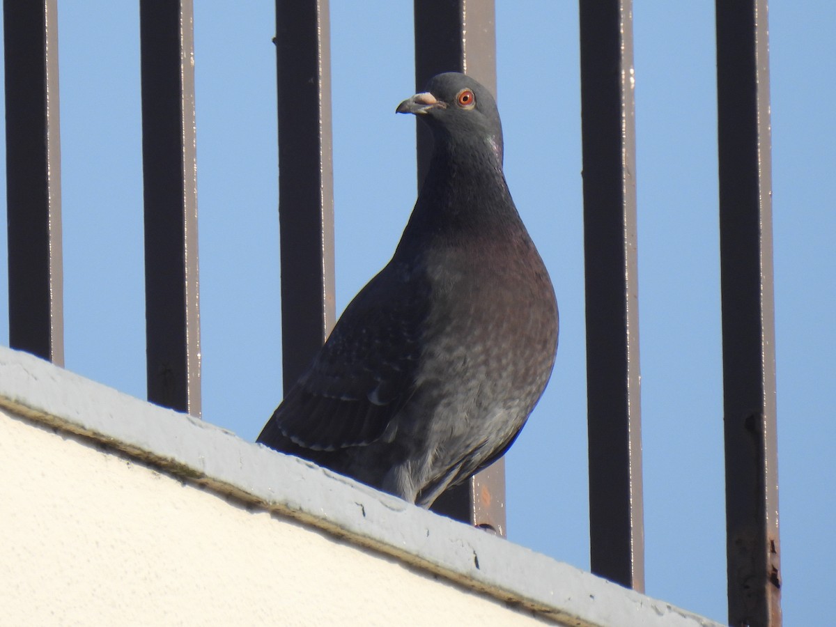 Rock Pigeon (Feral Pigeon) - ML617355971