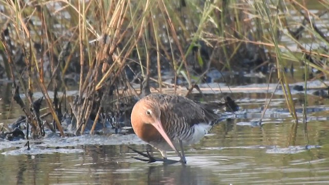 Black-tailed Godwit - ML617355994