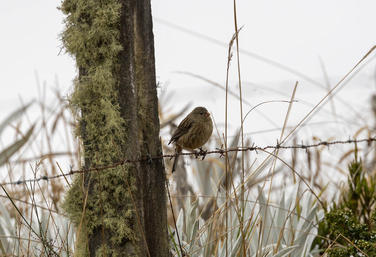 Plain-colored Seedeater - ML617355997