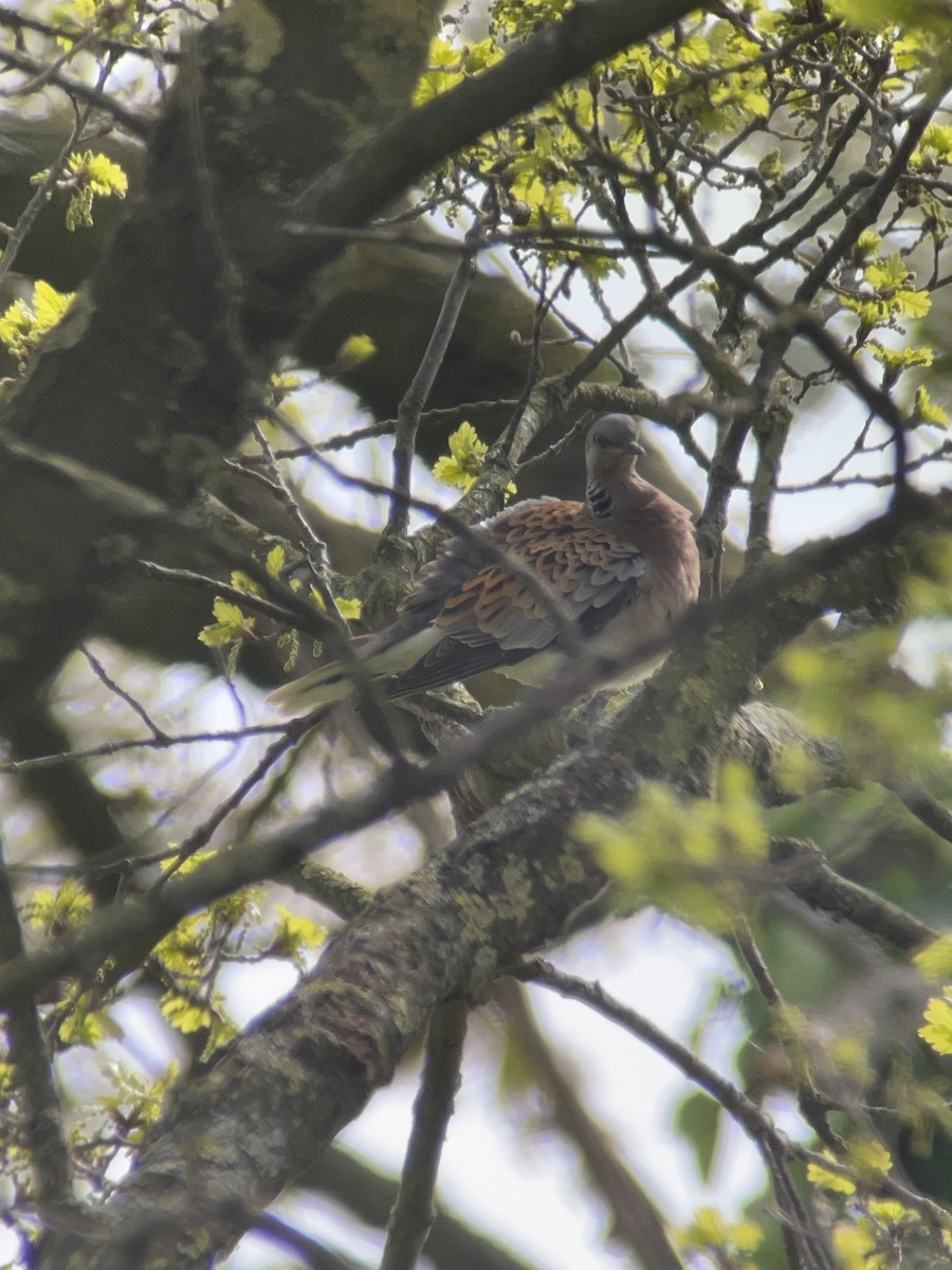 European Turtle-Dove - ML617356013