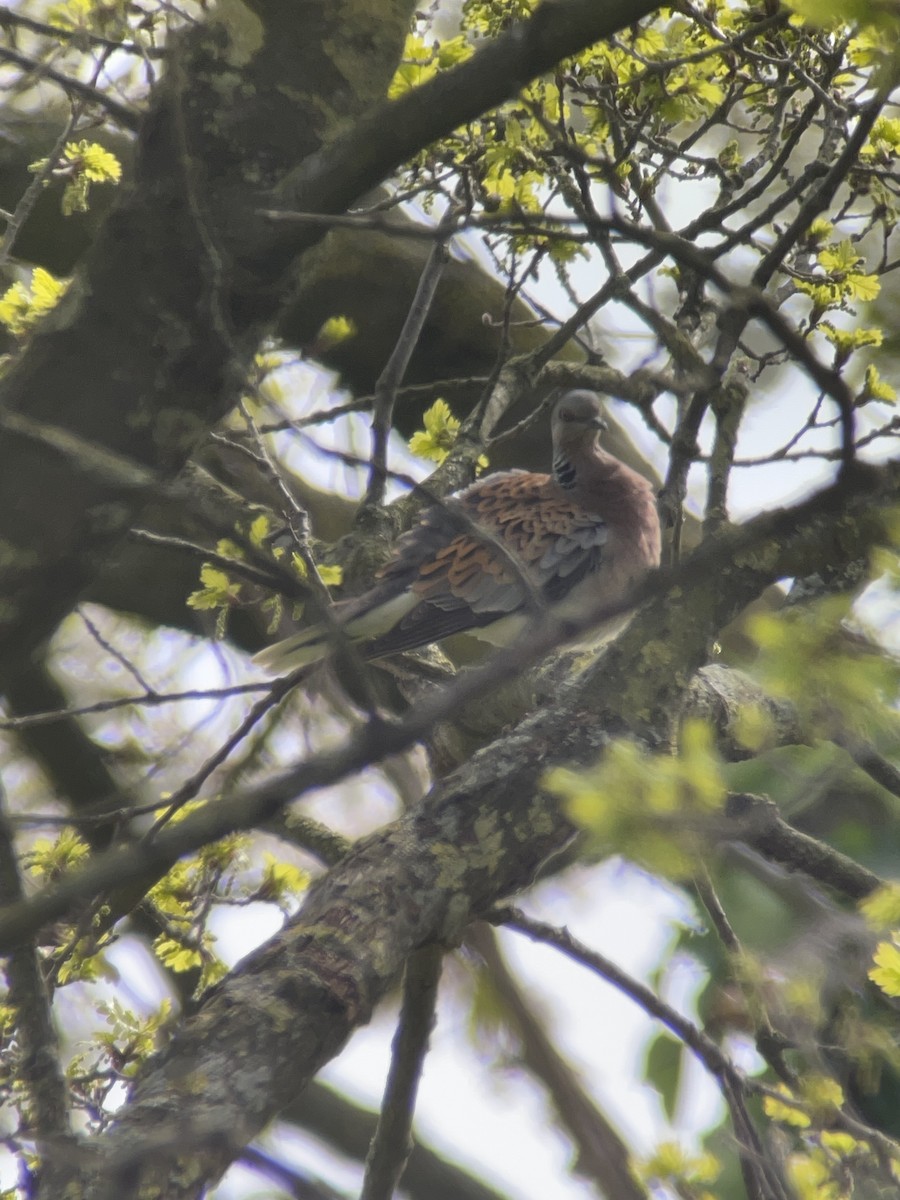 European Turtle-Dove - ML617356014