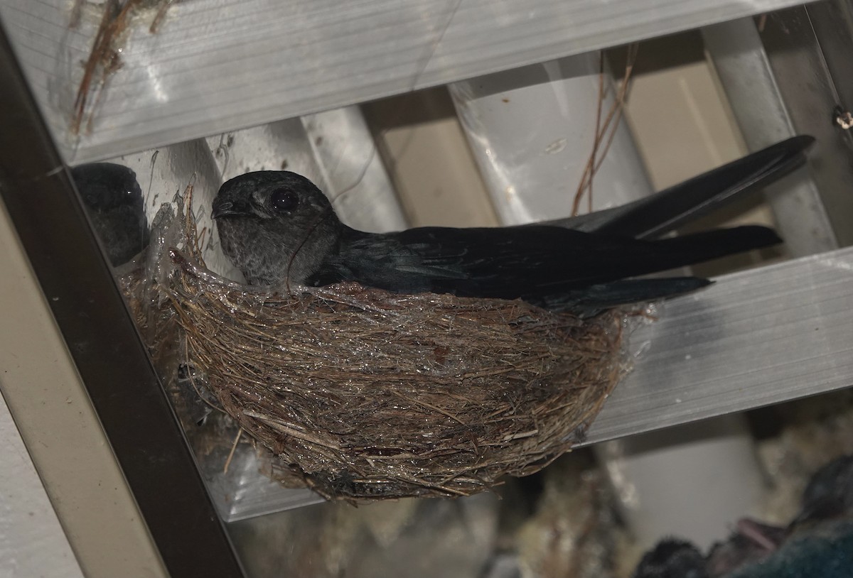 Ridgetop Swiftlet - Martin Kennewell