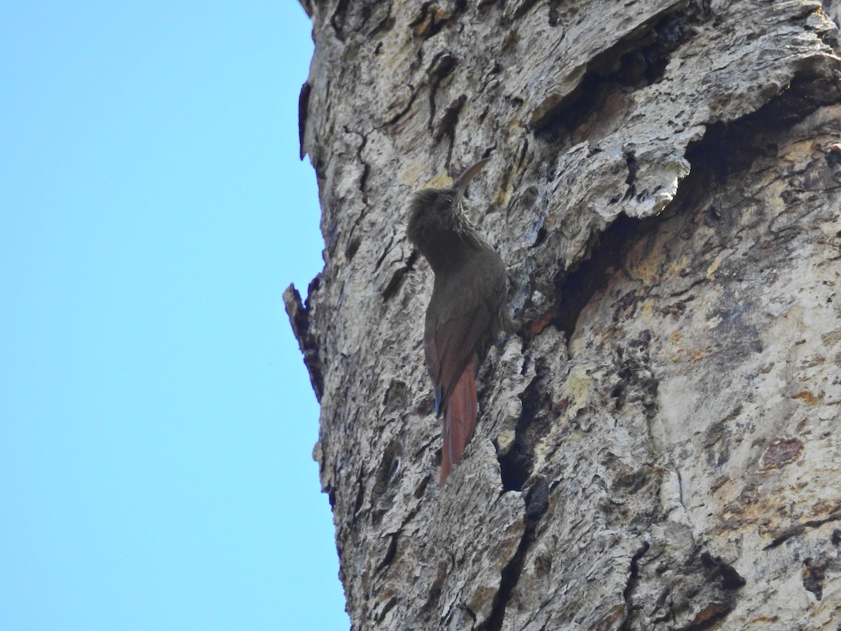 Dusky-capped Woodcreeper (Rondonia) - ML617356066