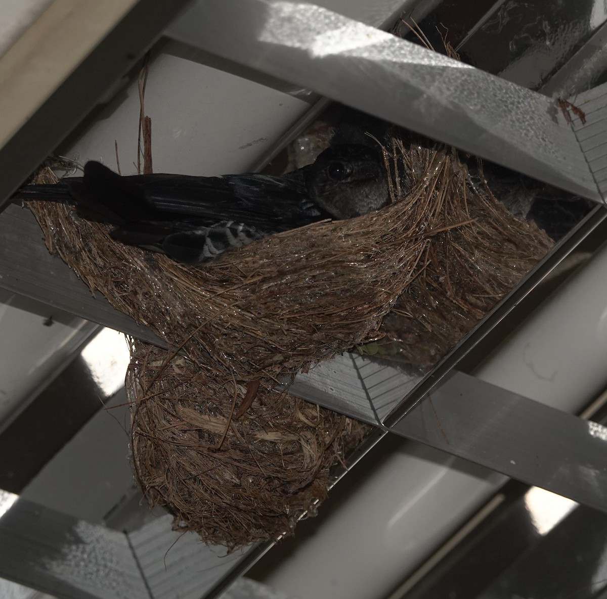 Ridgetop Swiftlet - Martin Kennewell