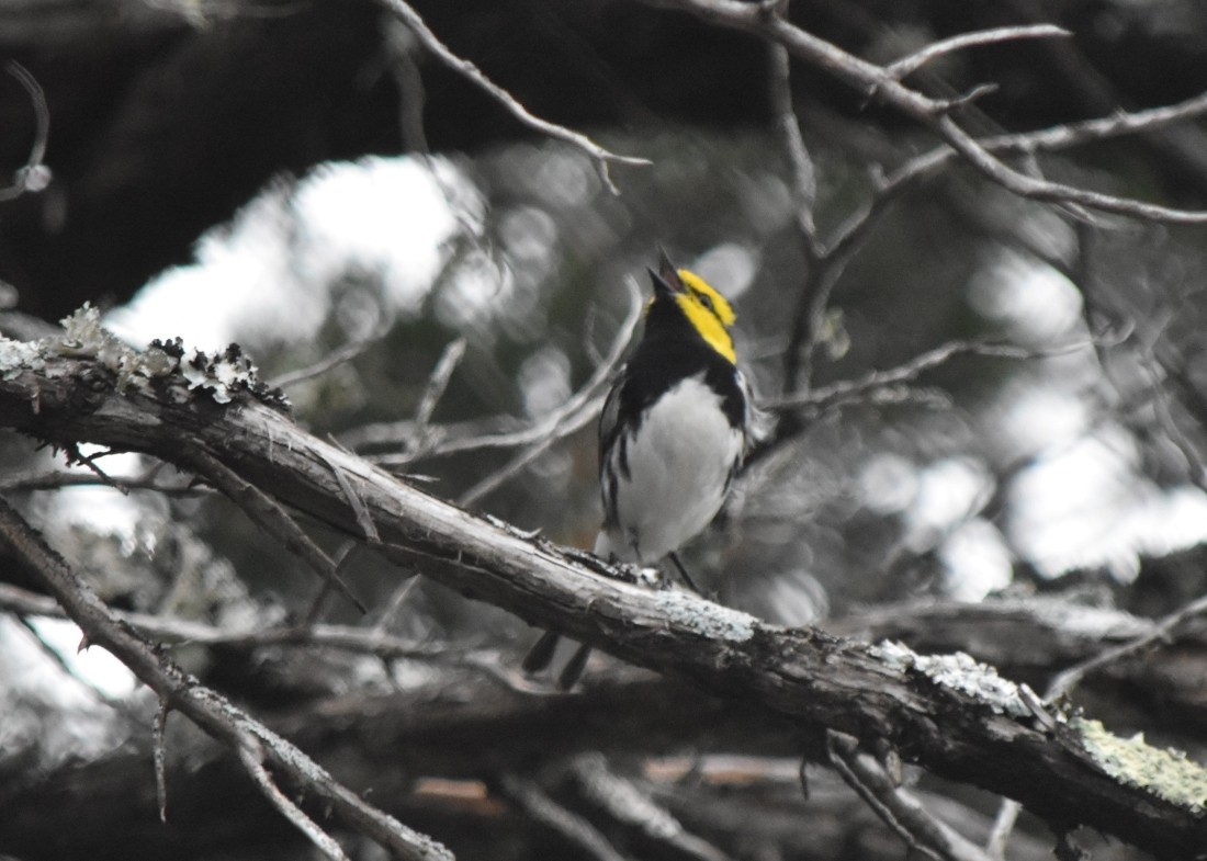 Golden-cheeked Warbler - ML617356081