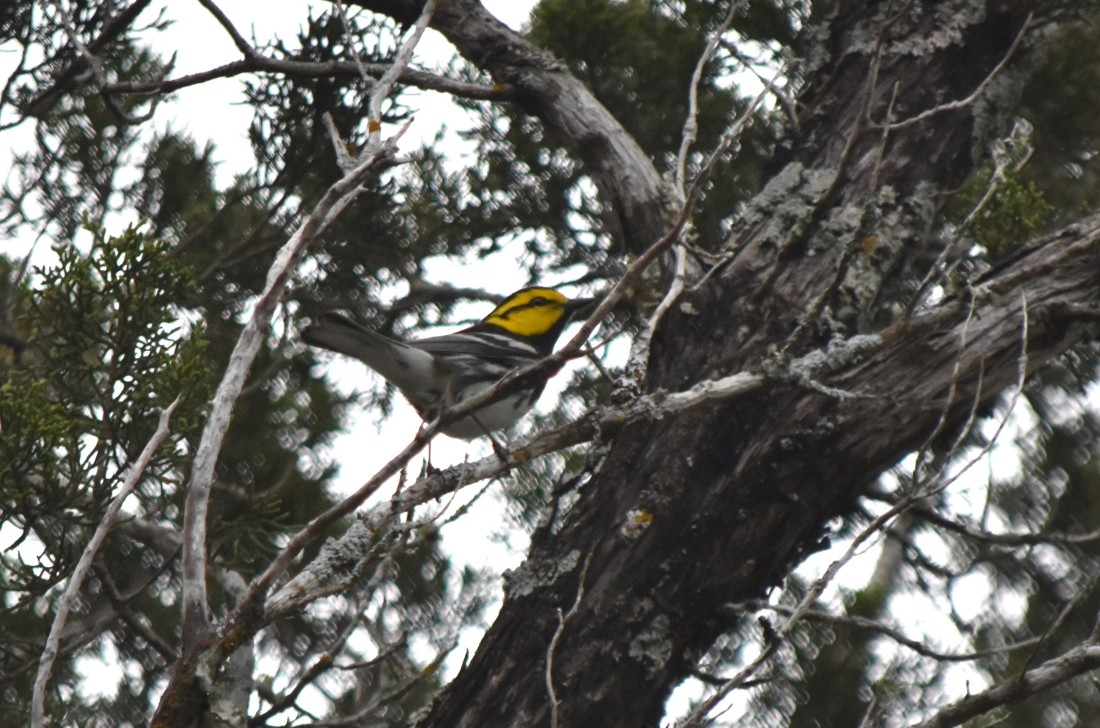 Golden-cheeked Warbler - ML617356082