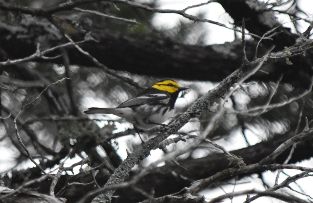 Golden-cheeked Warbler - ML617356083