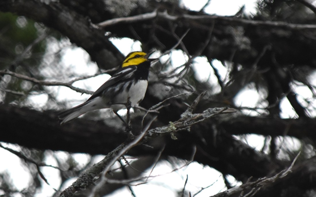 Golden-cheeked Warbler - ML617356084