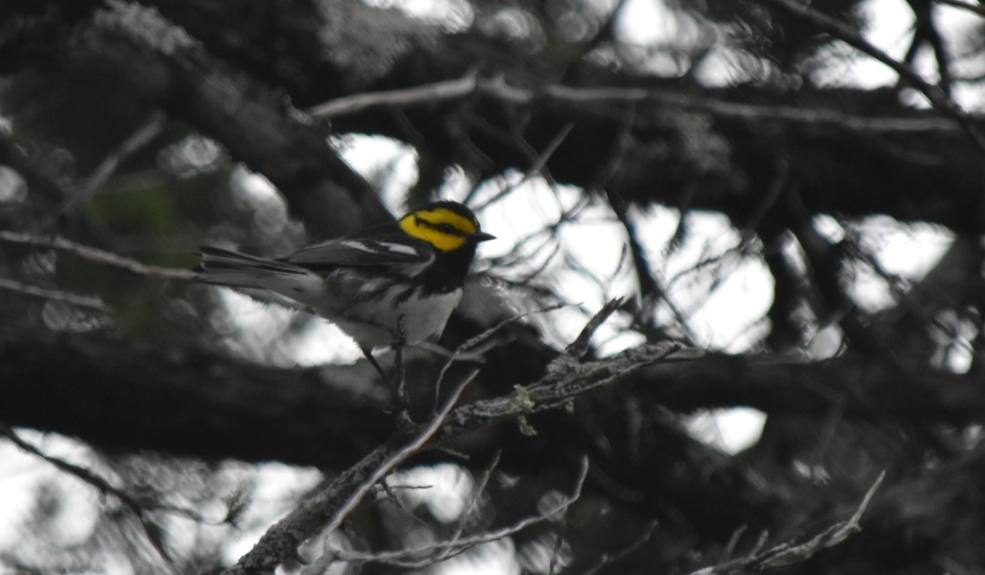 Golden-cheeked Warbler - Steve Nord