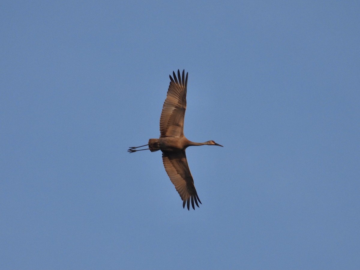 Sandhill Crane - ML617356098