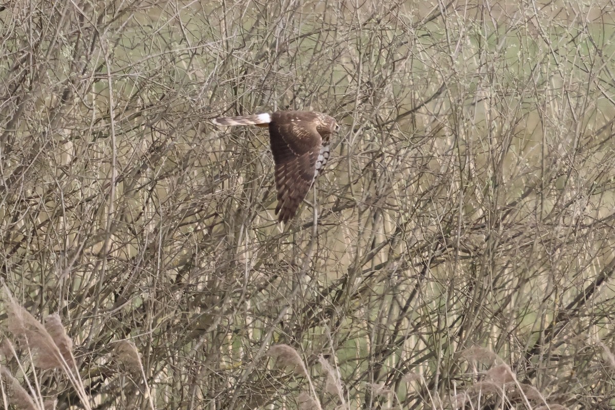 Hen Harrier - Mathias Leiser