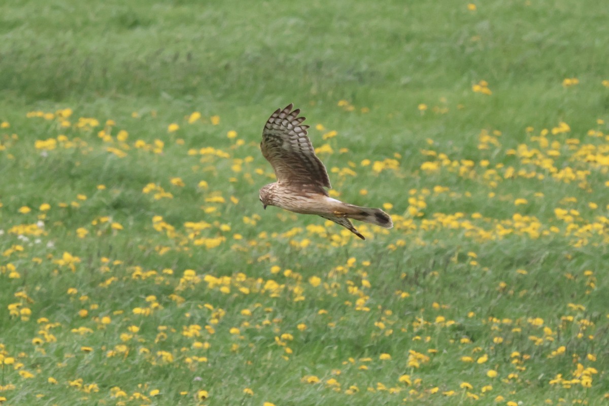 Hen Harrier - Mathias Leiser