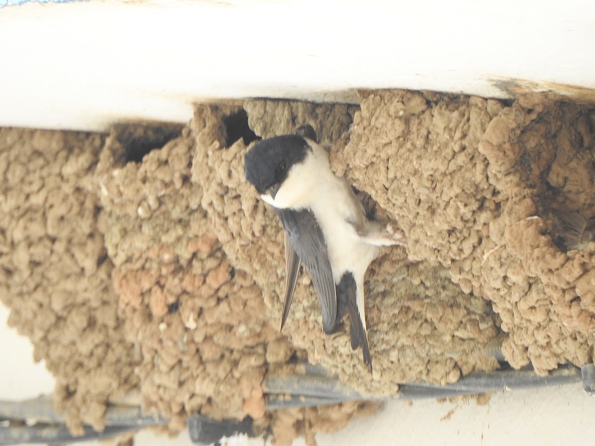 Western House-Martin - Dan Stoker