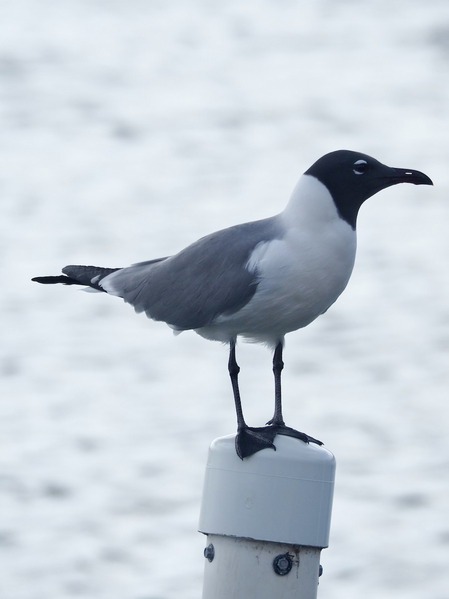 Mouette atricille - ML617356360