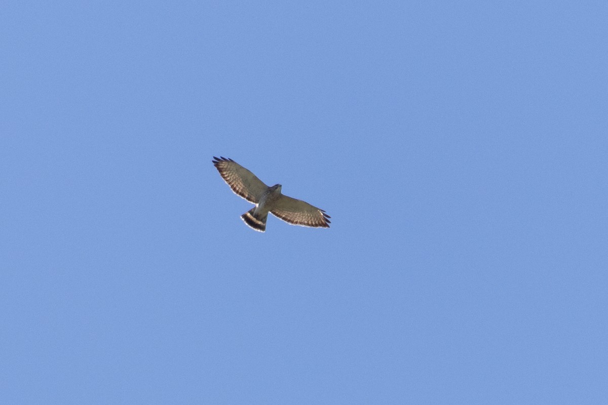 Broad-winged Hawk - ML617356375