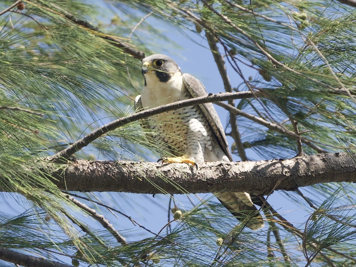 Peregrine Falcon - ML617356380