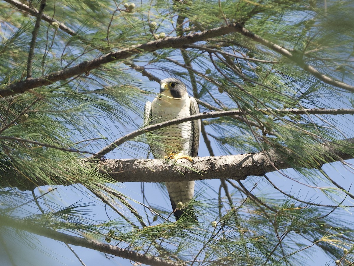 Halcón Peregrino - ML617356381