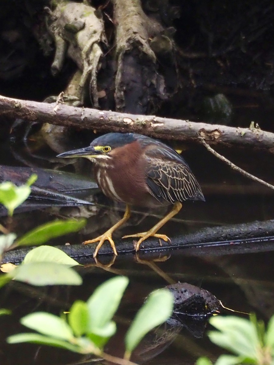 Green Heron - ML617356382