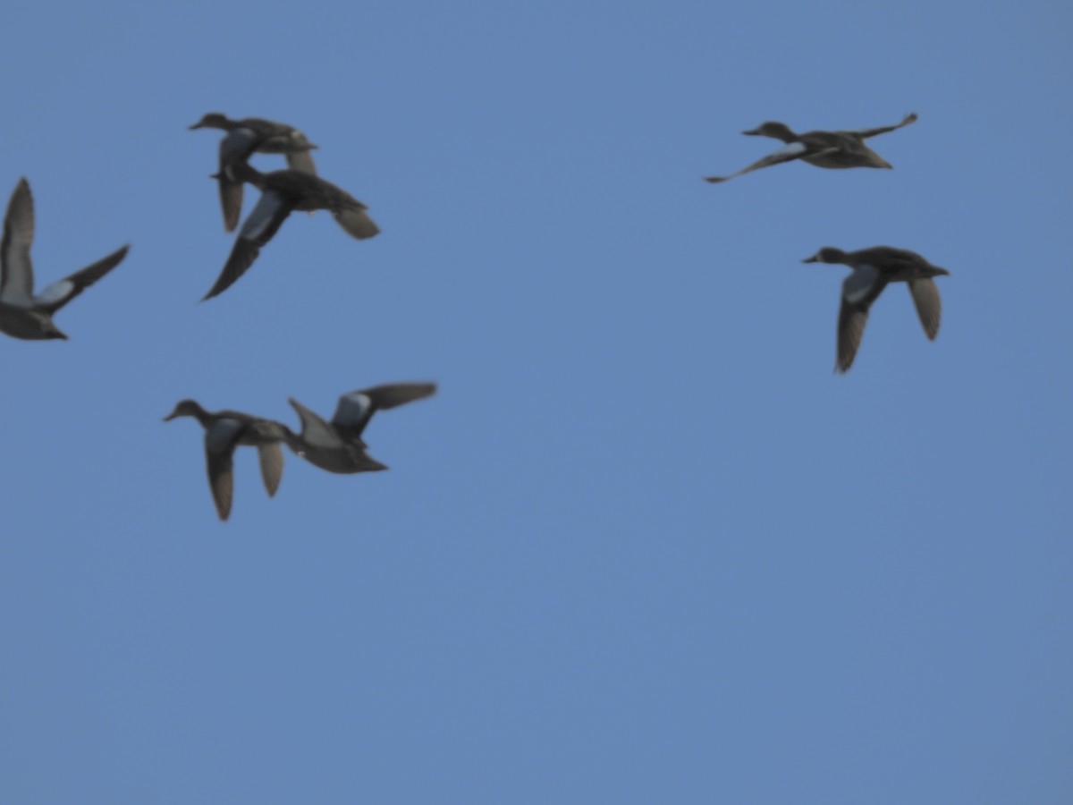 Blue-winged Teal - ML617356418