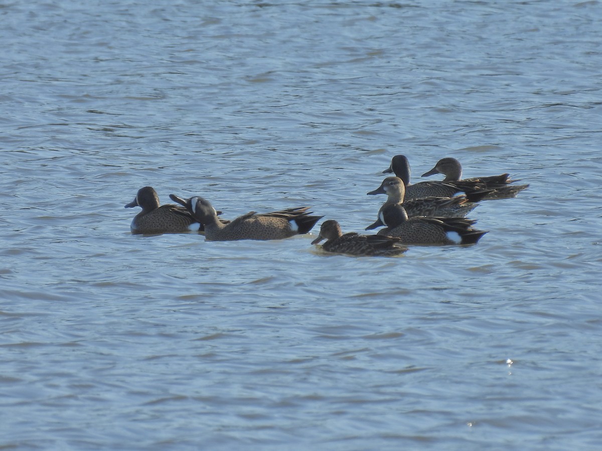Blue-winged Teal - ML617356419