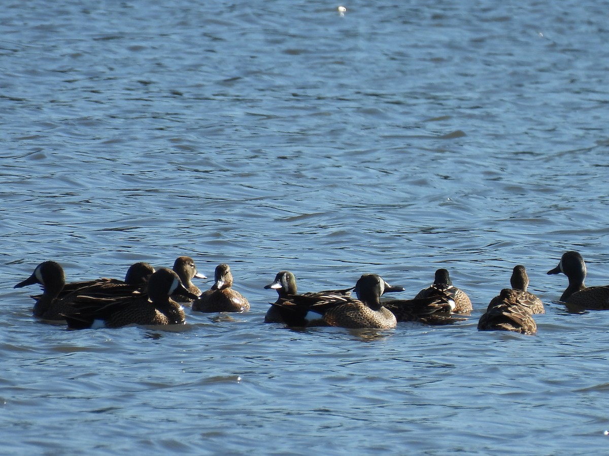 Blue-winged Teal - ML617356420