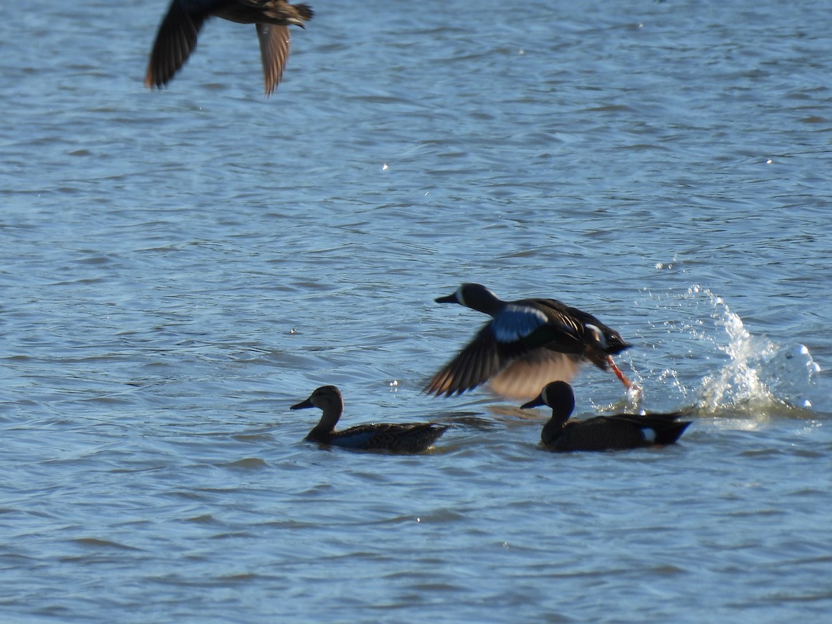 Blue-winged Teal - ML617356421