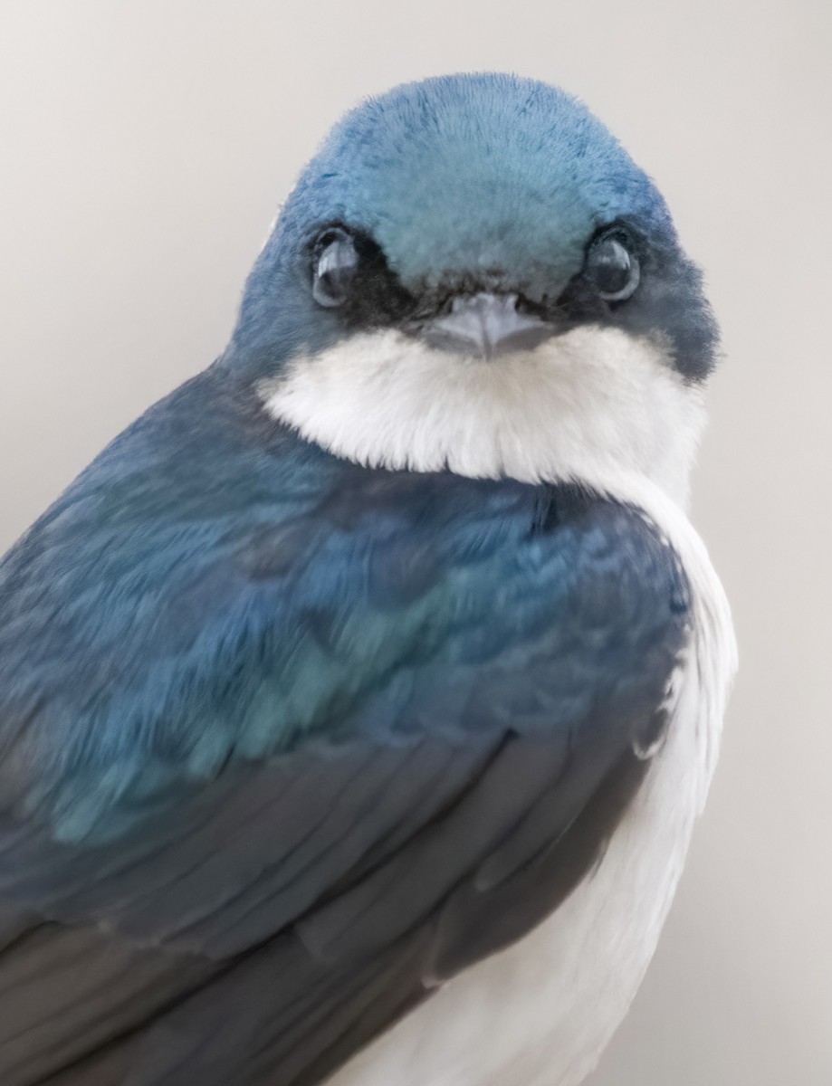 Tree Swallow - jason from Ontario