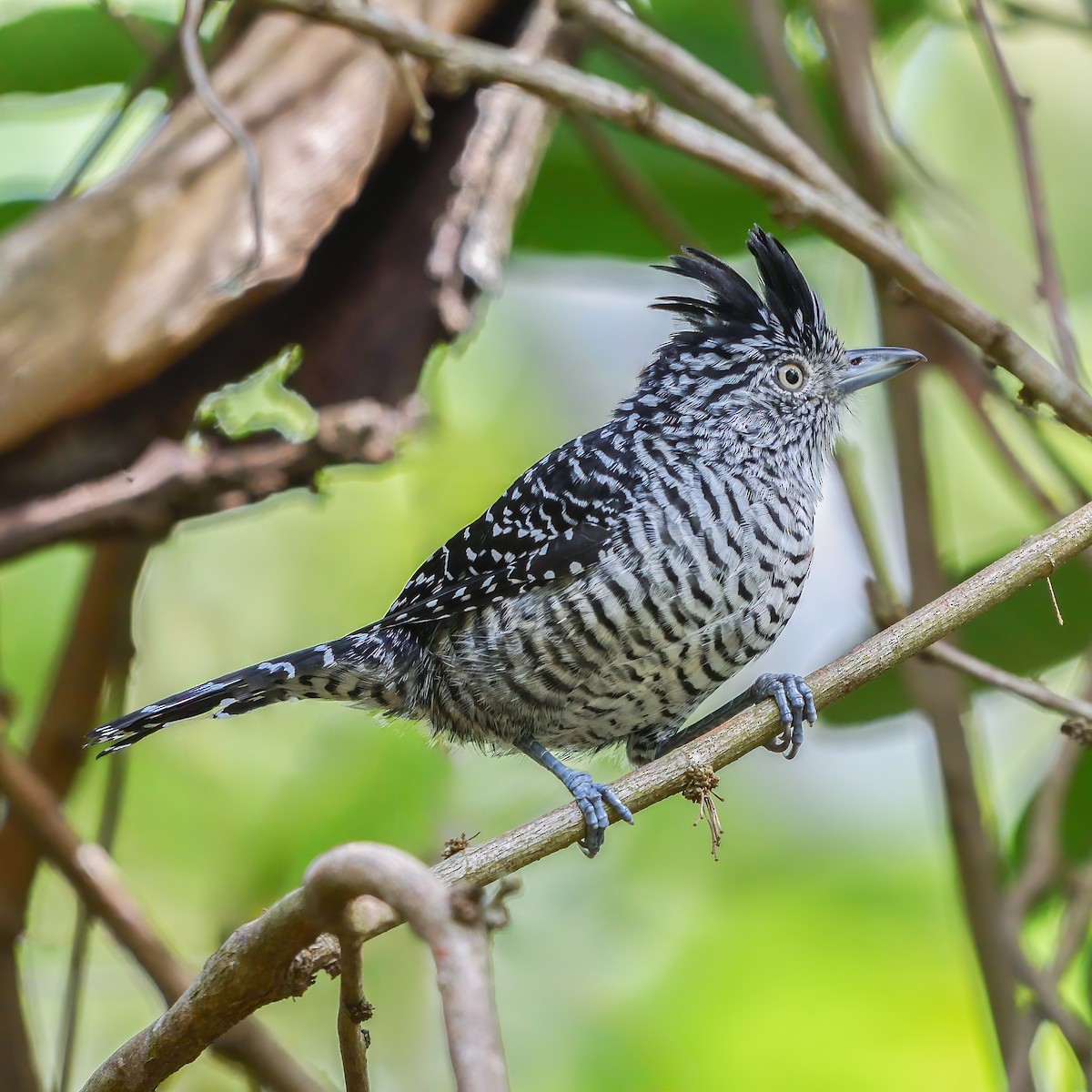 Barred Antshrike (Barred) - ML617356452