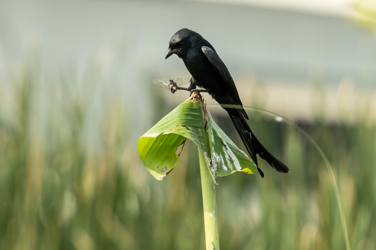 Black Drongo - ML617356454