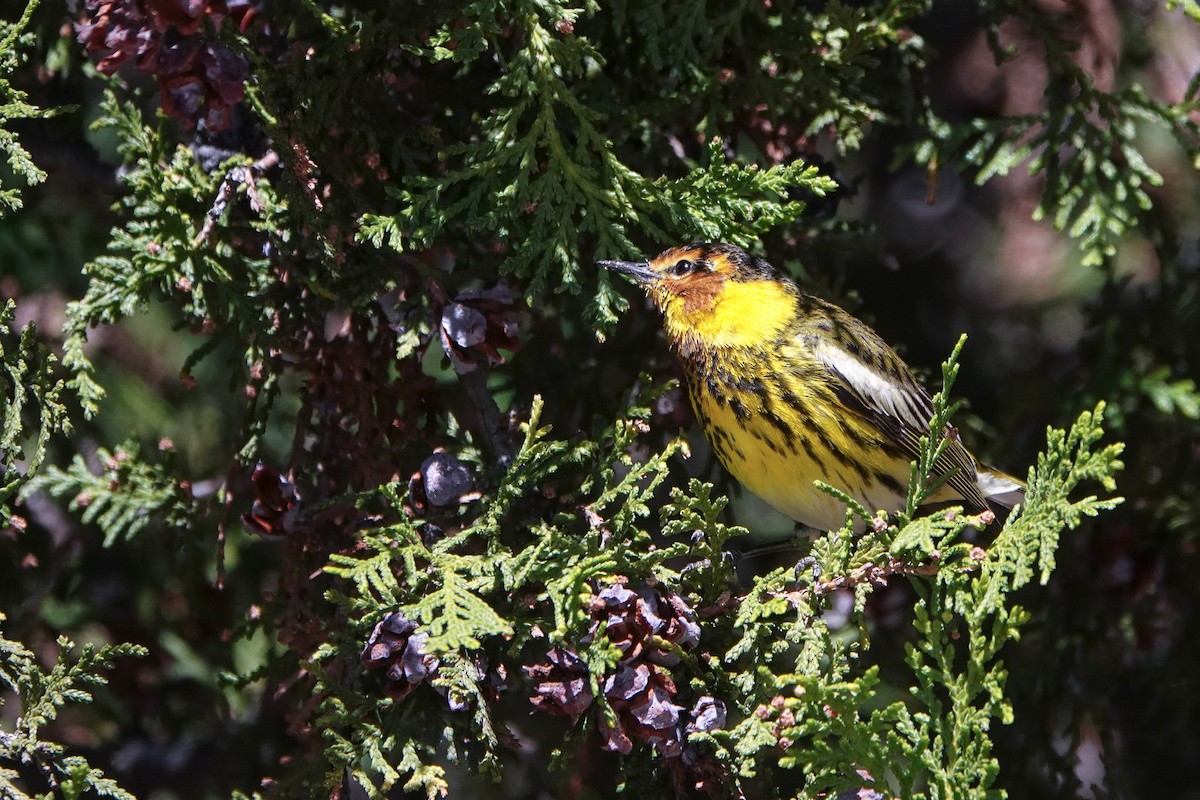 Cape May Warbler - Laurie Clemens