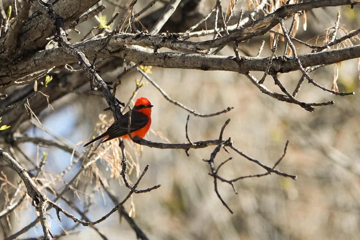 Vermilion Flycatcher - ML617356493