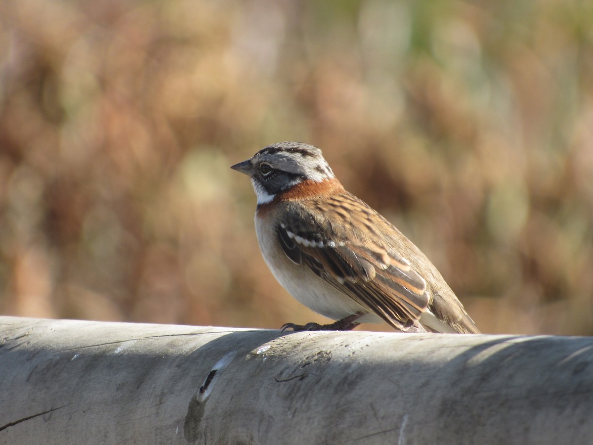 Rufous-collared Sparrow - ML617356518