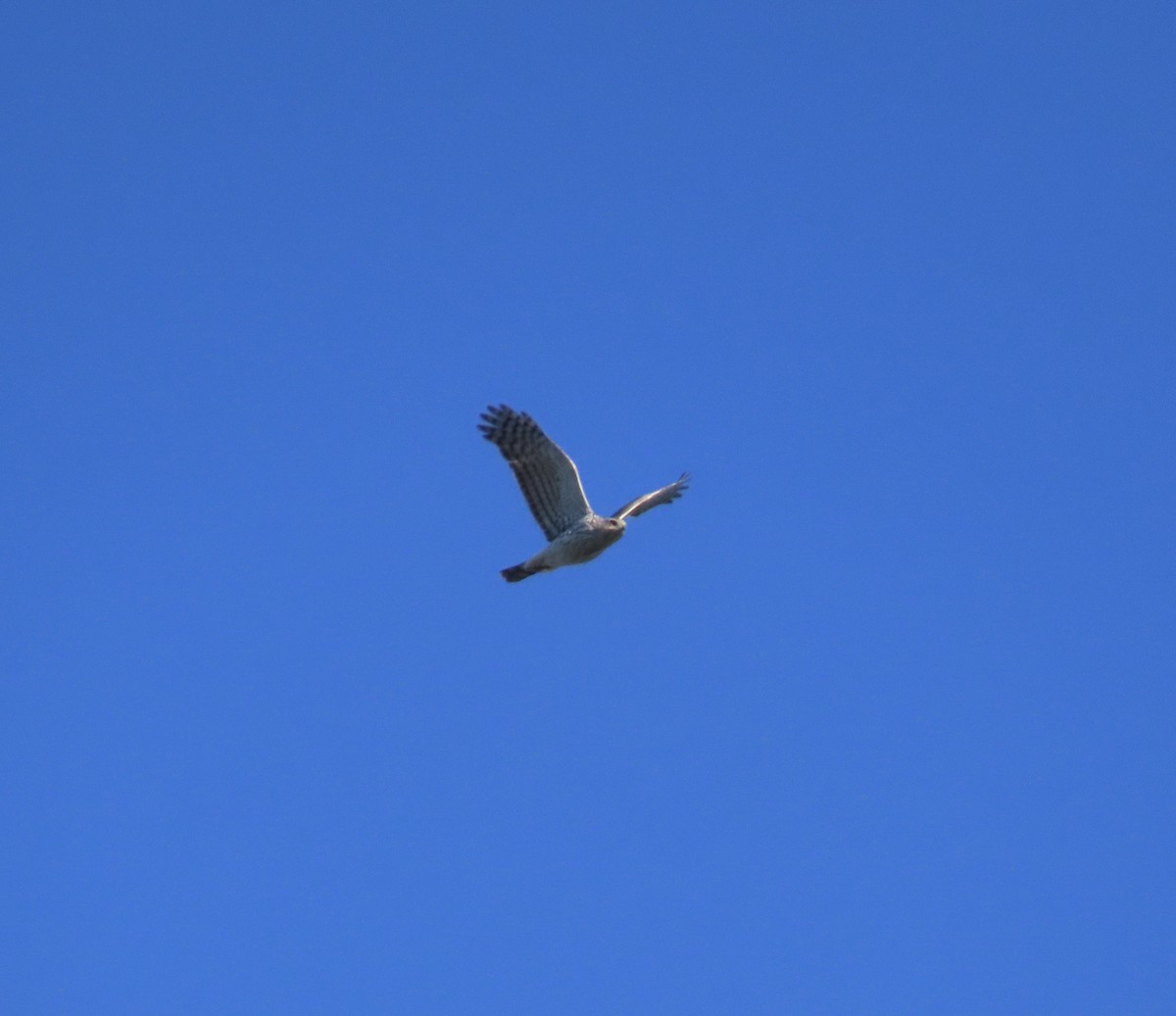 Cooper's Hawk - ML617356537