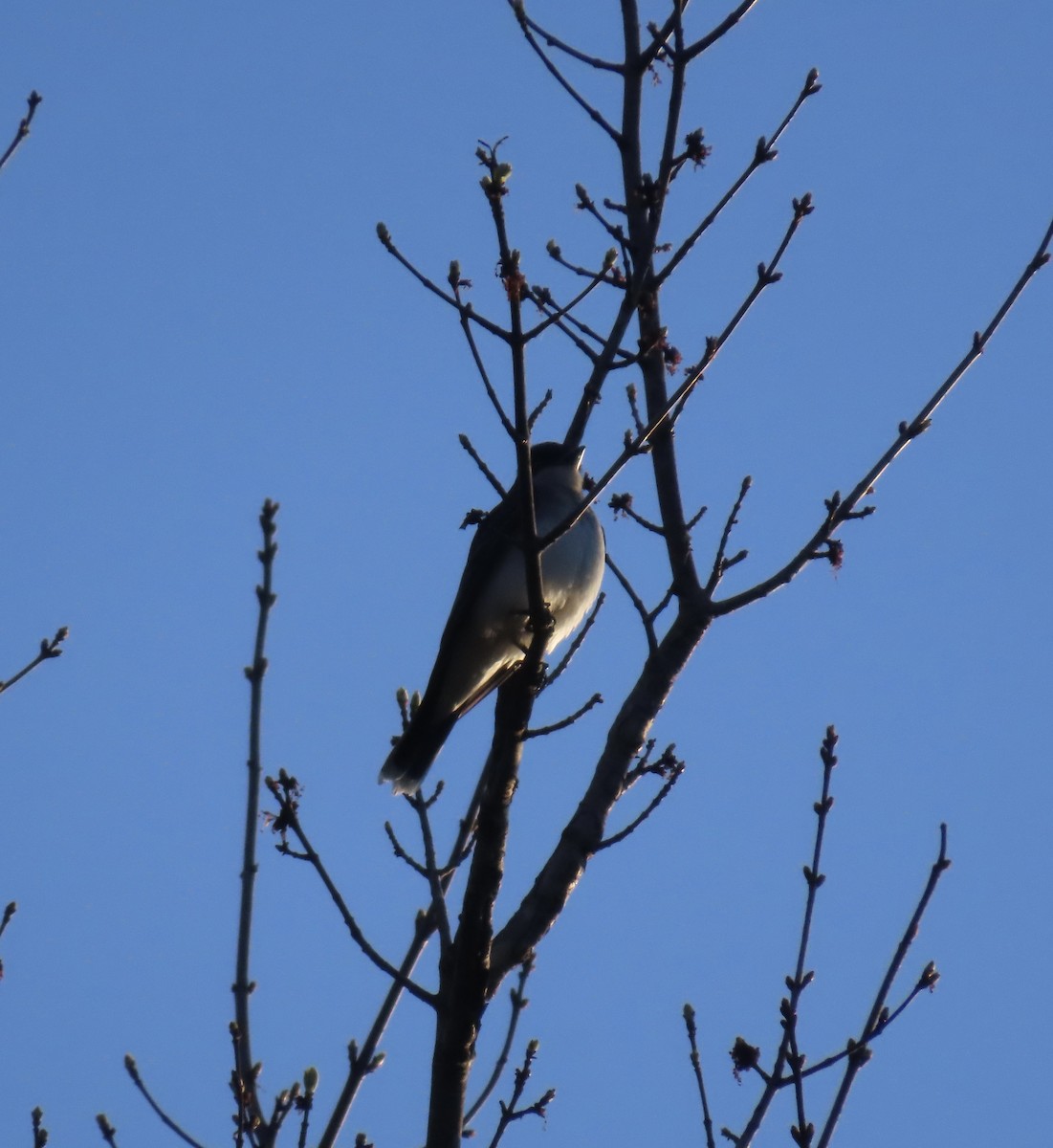 Eastern Kingbird - ML617356552