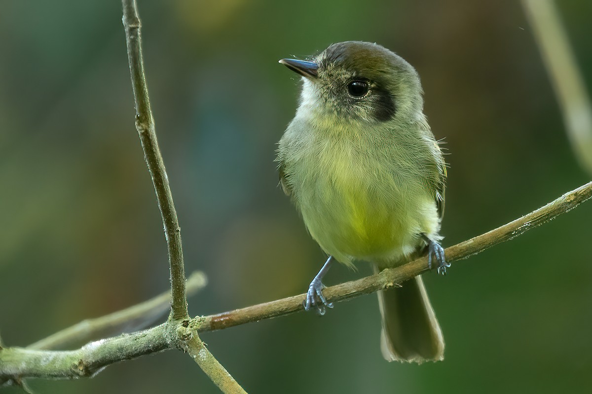 Sepia-capped Flycatcher - ML617356555