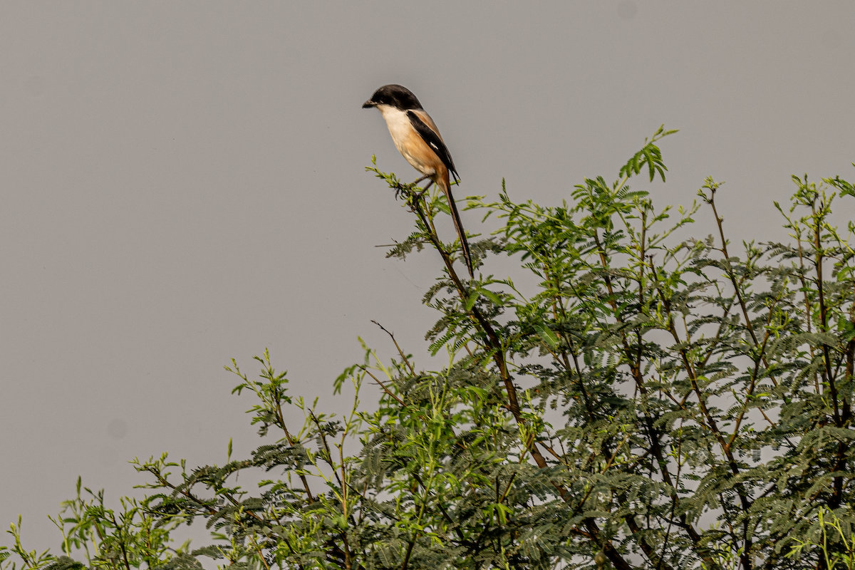 Long-tailed Shrike (tricolor/longicaudatus) - ML617356564