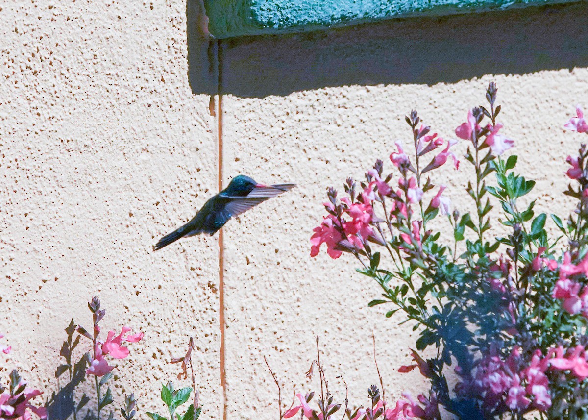 Broad-billed Hummingbird - Laurie Clemens