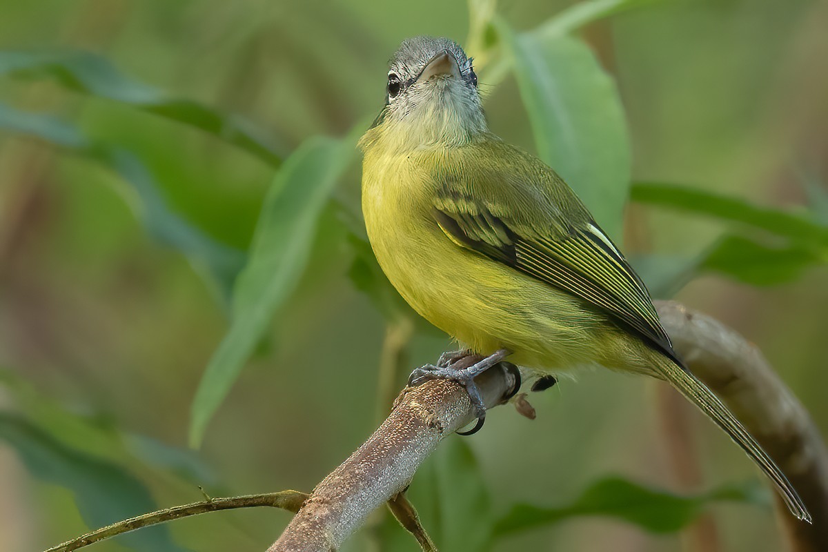 Yellow-olive Flatbill - Sergio Porto