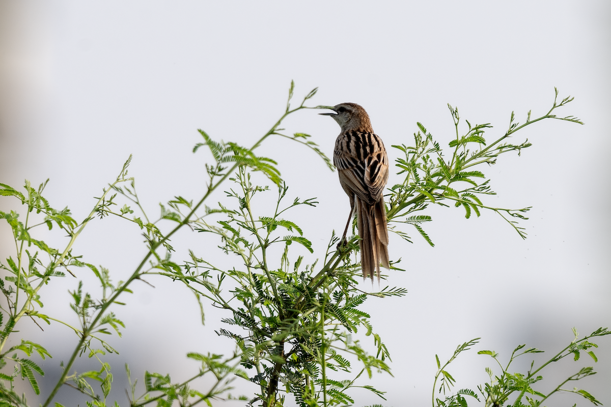 Striated Grassbird - ML617356578