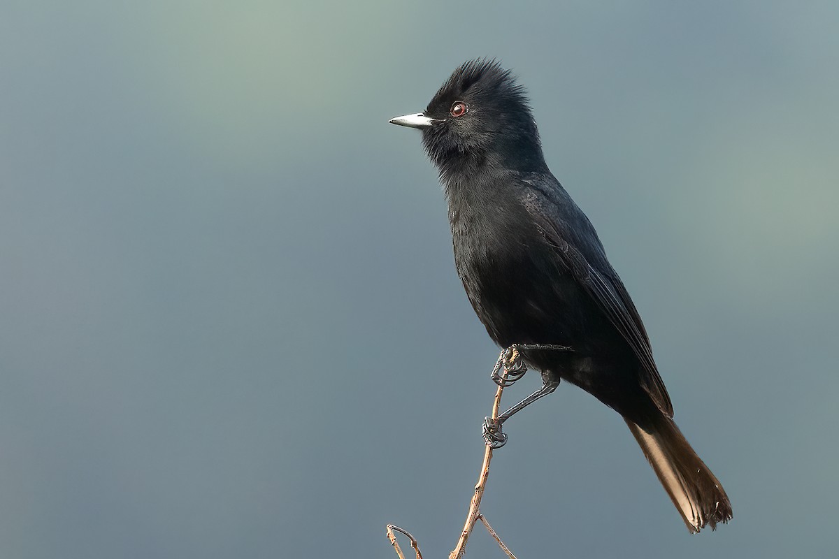 Velvety Black-Tyrant - Sergio Porto