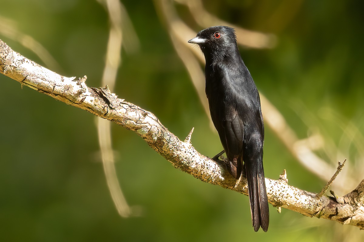 Velvety Black-Tyrant - Sergio Porto